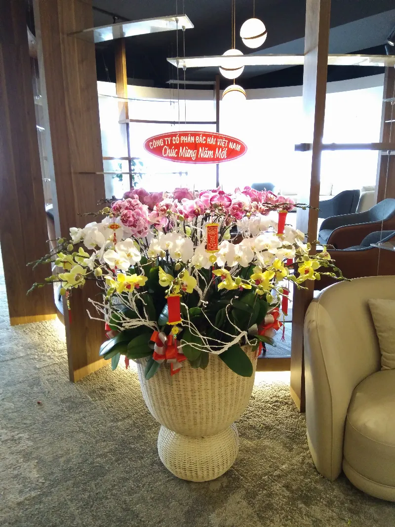Hướng dẫn chăm sóc hoa lan hồ điệp vàng đúng cách để cây luôn khỏe mạnh, ra hoa đều và bền đẹp tại nhà.